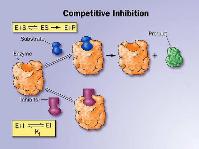 Kompetitív inhibitorok Ezek a molekulák szerkezetükben hasonlítanak a szubsztráthoz, és képesek annak helyére bekötődni.