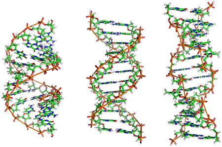 DNS kettős hélix szerkezetek