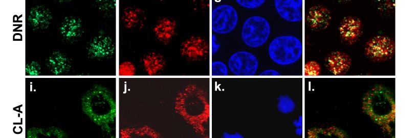 prb és MYPT1 kolokalizációja és foszforilációja THP-1 sejtekben Az immunprecipitációs kísérletek a MYPT1 és prb sejten belüli kölcsönhatását feltételezik, ezért a továbbiakban a fehérjék