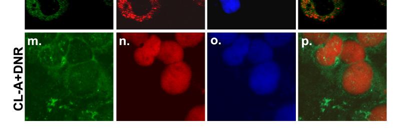 A sejteket fixálás után a MYPT1-re és a prb-re specifikus poliklonális és monoklonális antitestekkel jelöltük, majd az immunreakció detektálására fluoreszcens festékekkel konjugált második