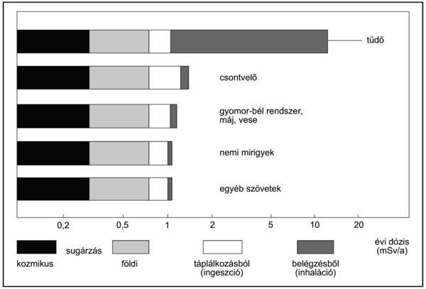 Csökkenés a szervezetben: Effektív felezési idő T 1/2 -felezési idő T 1/2b -biológiai felezési idő Radioaktív izotópok
