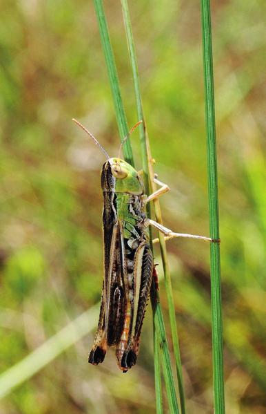 484 Szövényi Gergely Polysarcus denticauda (Charpentier, 1825) (szöcskefélék Tettigoniidae) fogasfarkú szöcske Európa jelentős részén előforduló nagytermetű, csökevényes szárnyú, változékony