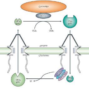 A Ran-GTP/Ran-GDP ciklus Ran-GDP Ran-GTP citoplazma