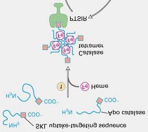 A peroxiszóma fehérjék