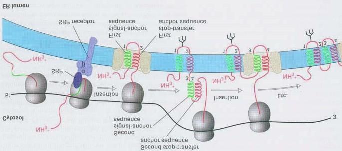 A transzmembrán