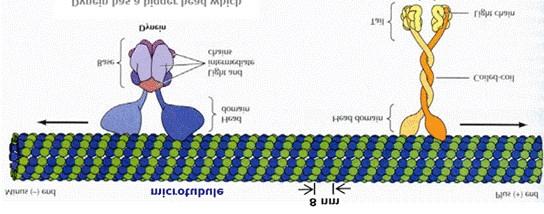 A mikrotubulus motorok Minusz (-) vég Mikrotubulus Pozitív (+) vég