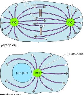 Sejt interfázisban Sejt mitózisban Poláris MT