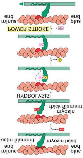 A citoplazma áramlás alapja