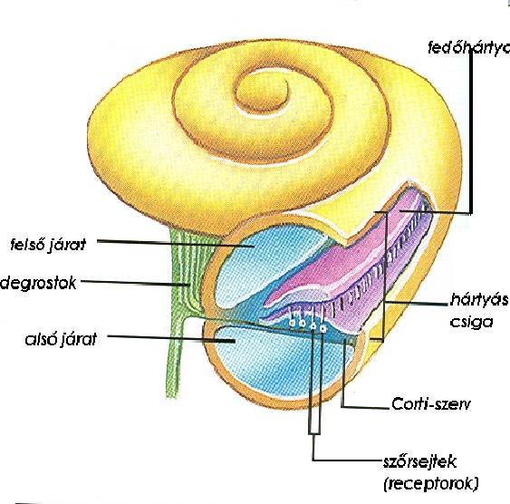 FÜL A keletkezett ingerület a szőrsejtek idegvégződésein, az idegrostokon, majd a hallóidegen halad az agy hallóközpontjába. Itt keletkezik a hangérzet.