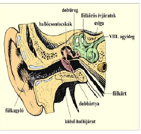 FÜL külső fül (dobhártyáig) részei fülkagyló külső hallójárat A hallójárat bemenetele a porcos fülkagyló Összegyűjti a