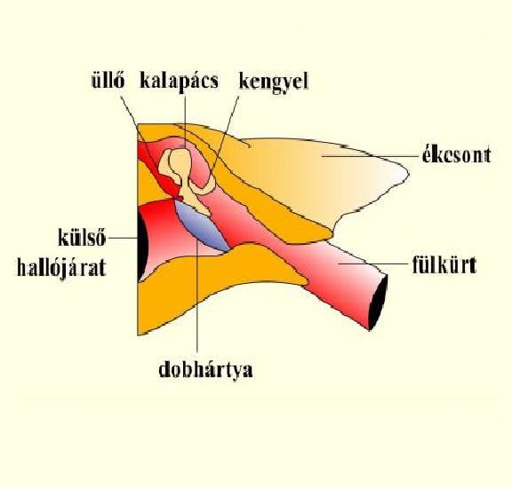 FÜL középfül (levegővel teli üreg) dobhártyához kapcsolódik: kalapács, üllő, kengyel hallócsontok testünk legkisebb csontja, a kengyel a hallócsontok ízületekkel kapcsolódnak egymáshoz a