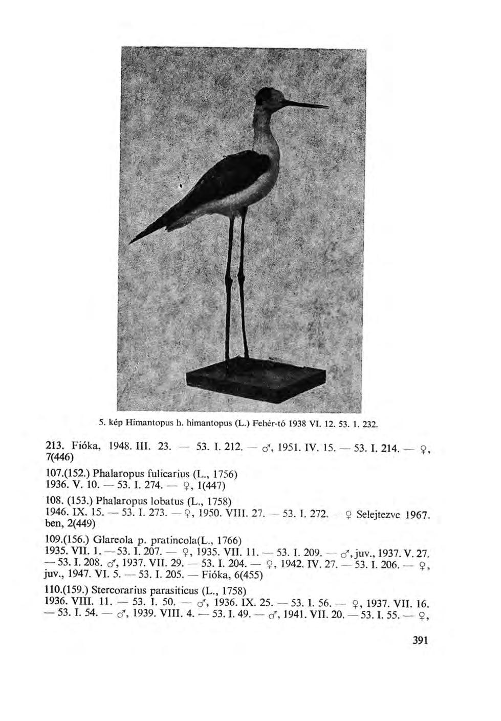 5. kép Himantopus h. himantopus (L.) Fehér-tó 1938 VT. 12. 53. 1. 232. 213. Fióka, 1948. III. 23. 53. I. 212. - <f, 1951. IV. 15. - 53. I. 214. 7(446) 107.(152.) Phalaropus fulicarius (L., 1756) 1936.