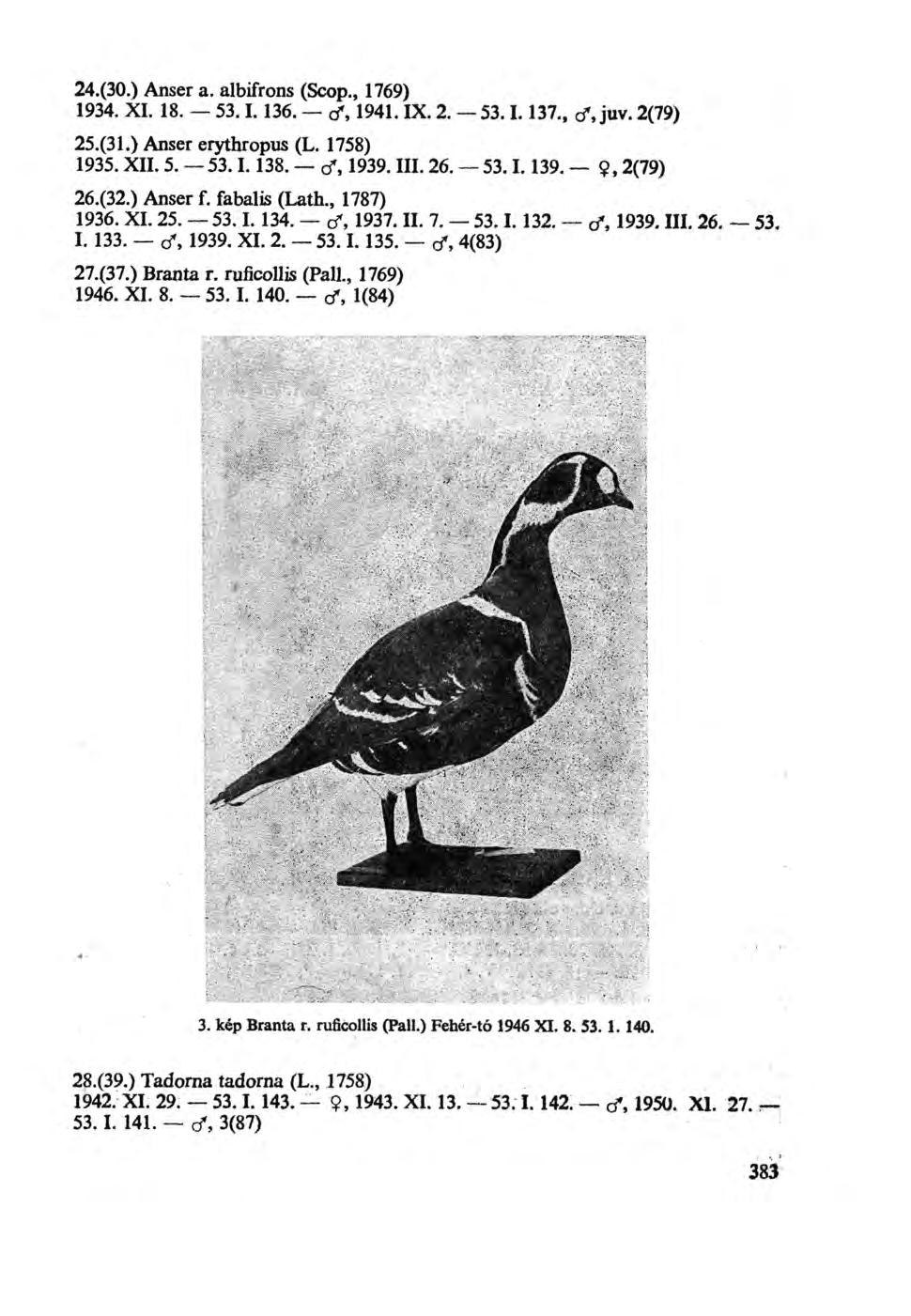 24.(30.) Anser a. albifrons (Scop., 1769) 1934. XI. 18. 53.1.136. d% 1941. IX. 2. 53.1.137., d*, juv. 2(79) 25.(31.) Anser erythropus (L. 1758) 1935. XII. 5. 53.1.138. d*, 1939. III. 26. 53.1.139.