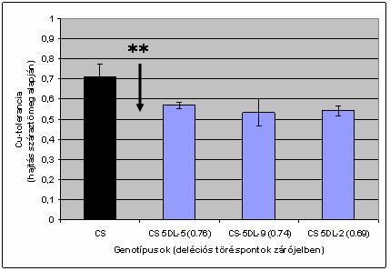 EREDMÉNYEK 61 Xgwm182 marker, 3.