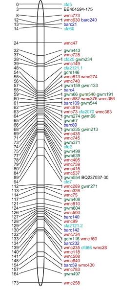EREDMÉNYEK 70 Rel. Frak Genetikai hossz 1 távolság(cm) Marker 21. Ábra. Mikroszatellit markerek elhelyezkedése az általunk térképezett populáció 5B kromoszómáján és a búza konszenzus térképen.