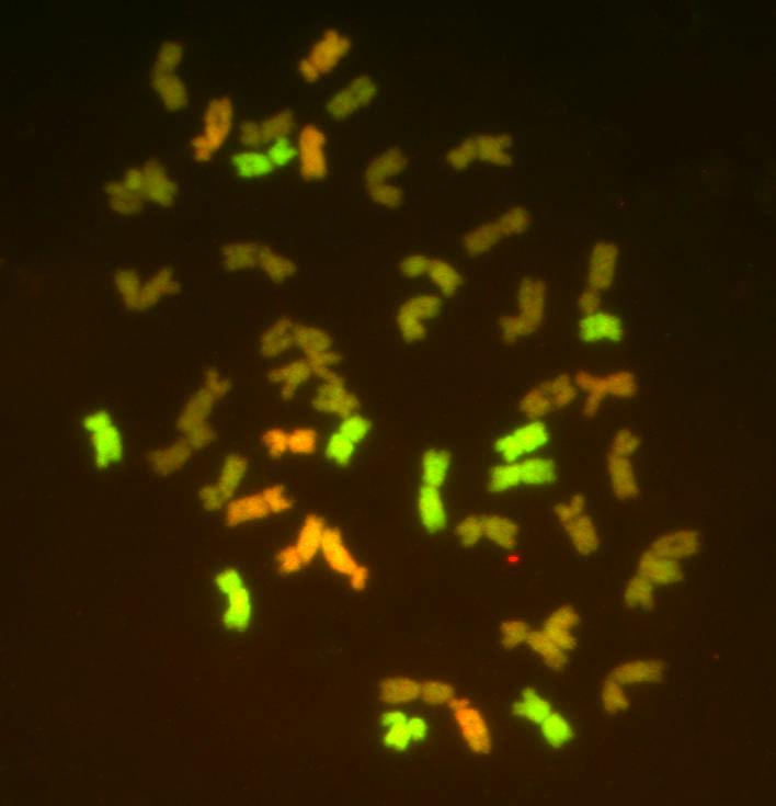 5. ábra. A Triticum aestivum- Aegilops biuncialis hibrid utódaiból létrehozott amfiploid sejtrészlete. Próbaként Ae. biuncialis DNS-t alkalmaztunk, a metafázisban lévő kromoszómák közül az Ae.