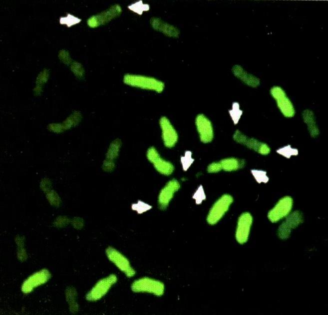 labelled with fluorescein-11-dutp D c