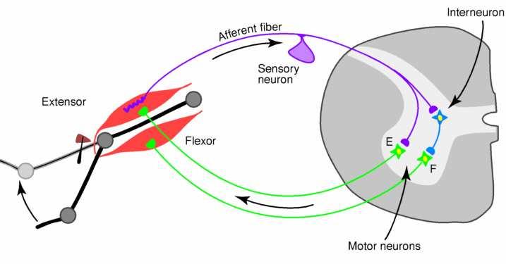 A harántcsíkolt izmoknak spontán aktivitásuk nincs, mőködésüket a gerincvelı mellsı szarvában elhelyezkedı mozgató idegsejtek (motoneuronok) szabályozzák (1. ábra).