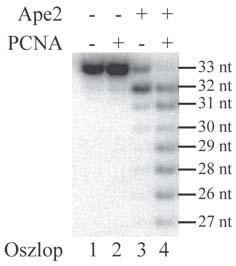 11. Ábra: A PCNA stimulálja az Ape2 3-5 exonukleáz aktivitását. A reakciót standard reakciópufferben végeztük, amely 10 % glicerolt és 1 nm PCNA-t tartalmazott (2. 4. oszlop).