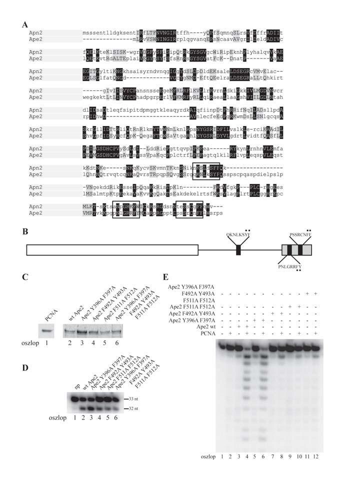 külön-külön is képes a PCNA stimuláló hatását megszüntetni (12. ábra E), ami azt feltétlelzi, hogy a két motívum kooperatívan vesz rész a PCNA megkötésében. 12. Ábra: Az Ape2 PCNA kötõ helyei.