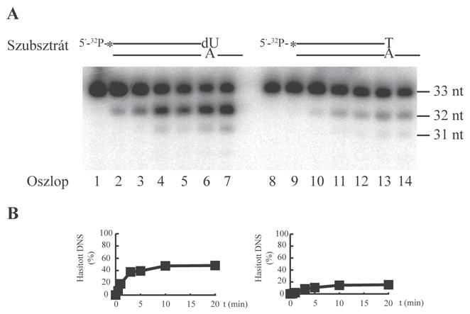 V.9 Az Ape2 specifikusan eltávolítja a 3 végre beépült dezoxi-uracilt Egy korábbi publikációból ismerjük, hogy HeLa sejteket dezoxi-uridinnel kezelve, megnõ az Ape2 fehérje mennyisége az új DNS-t