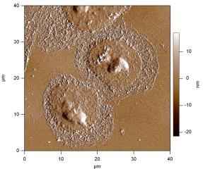 molekulák között (AFM felvétel) Nature
