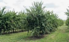 Ugyanebben az időben érik a Tünde, ami minőségben és méretben is meghaladja a Bigarreau Burlat-t: gyümölcsmérete 26-28 mm. Jól termékenyíti a Rita, a Valerij Cskalov, a Vera, az Annus és a Sándor.