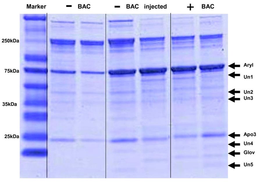SDS-poliakrilamid gél Festés (CoomassieBlue): az egyes fehérjék különálló csíkokban jelennek meg: fotometrálható (Amido-fekete, Fast green)