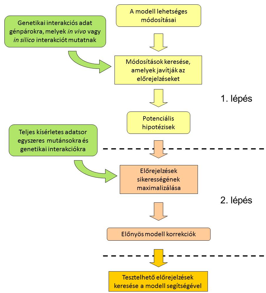 3. ábra: A kétlépéses modelljavító eljárás sémája. Az optimalizáció két lépésből áll.