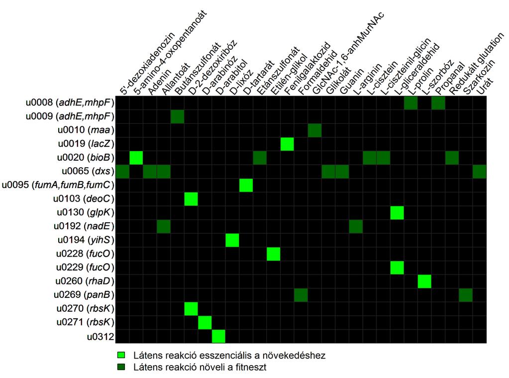 14. ábra: Aerob szénforrások és az adott környezetben fitneszelőnyt nyújtó látens reakciók. A reakciók neve után a reakcióhoz köthető gén neve szerepel zárójelben.