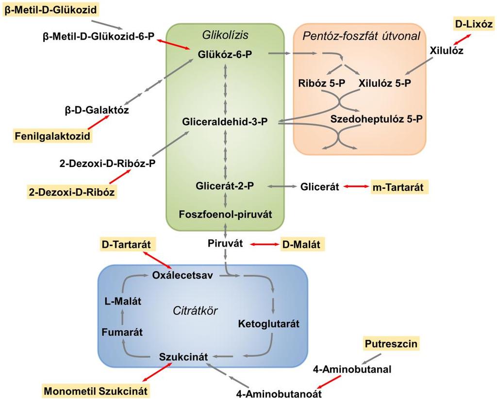 Szénforrás Enzim Kísérletes fenotípus In silico egyezés D-lixóz Szulfokinovóz izomeráz (yihs) ++ D-2-dezoxiribóz Ribokináz (rbsk) ++ D-tartarát Fumaráz A (fuma), Fumaráz B (fumb) ++ Fenilgalaktozid