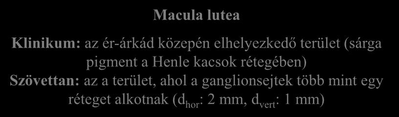 1,5 mm, 5 o ) Macula lutea Klinikum: az ér-árkád közepén elhelyezkedő terület (sárga pigment a Henle kacsok rétegében)