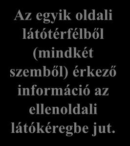 (!) a nasalis retinafél rostjai kereszteződnek. Corpus geniculatum lat.