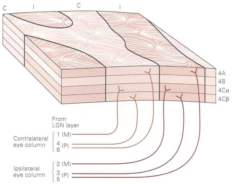 A látókéreg columnaris organizációja (ocularis dominancia) Magnocellularis útvonal (M channel)