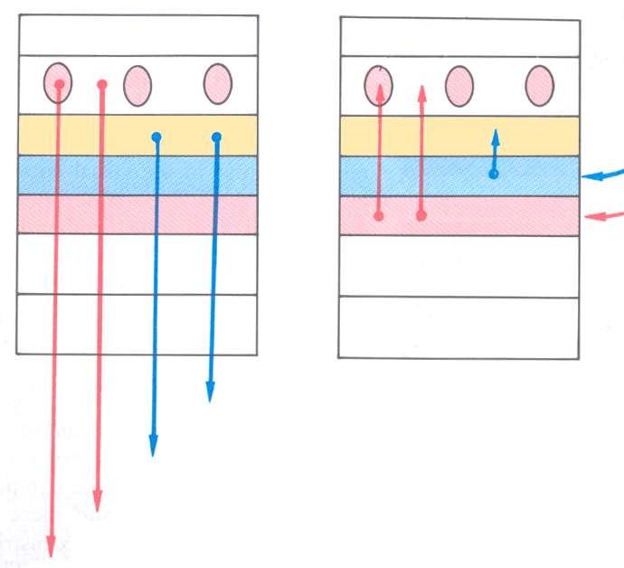 Elsődleges látókéreg (V1) 1 2-3 4B 4Ca 4Cb 5 6 LGN (magno) LGN (parvo) V3 (mozgáshoz kapcsolódó