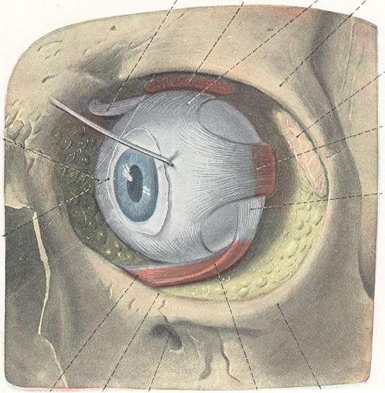 A bal szemgolyó külső szemizmai elölnézetben M. levator palpebrae sup. M. obliquus sup. M. rectus sup.