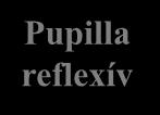 Pupilla reflexív Regio pretectalis M. sphincter pupillae Nn.