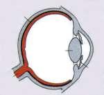photoreceptor retina nervus