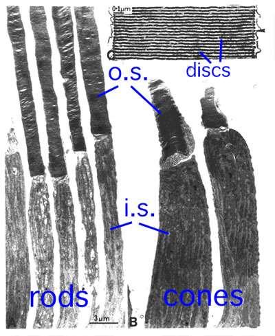 Pálcikák és csapok elektron mikroszkópiája rods pálcikák