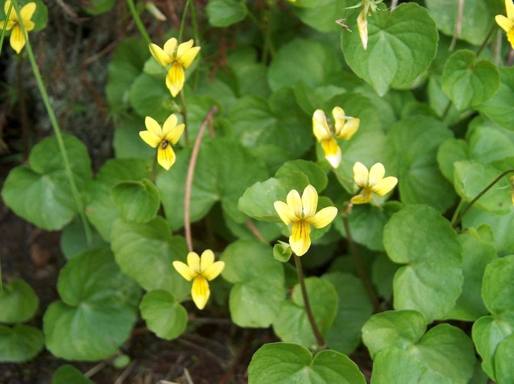 Sárga ibolya Viola biflora