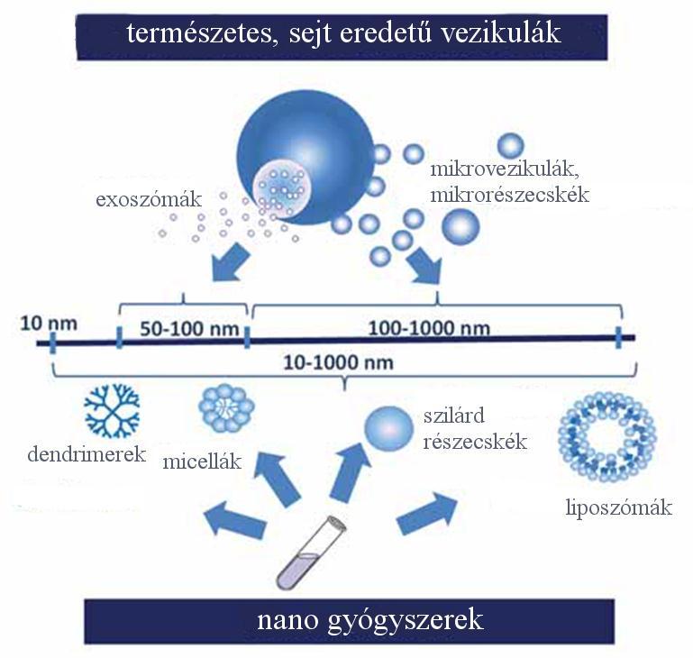 7. Extracelluláris vezikulák felületi adhéziójának monitorozása GCIvel Kutatásaim egyik legizgalmasabb részét az extracelluláris vezikulákkal való megismerkedés jelentette.