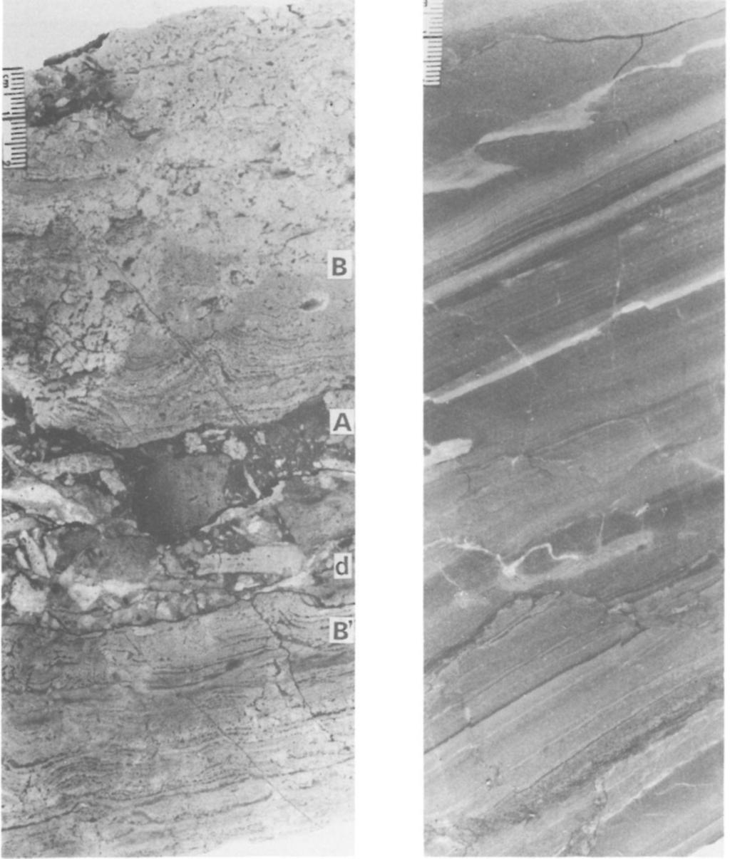 fúrás 411,0^111,2 m (elvágott fúrómag); B) Vörös, mikrosávos, átülepített dolomit kőzetliszt, Dachsteini Mészkő Formáció, Po-89. sz. fúrás 292,3-292,5 m (elvágott fúrómag) Fig. 13.