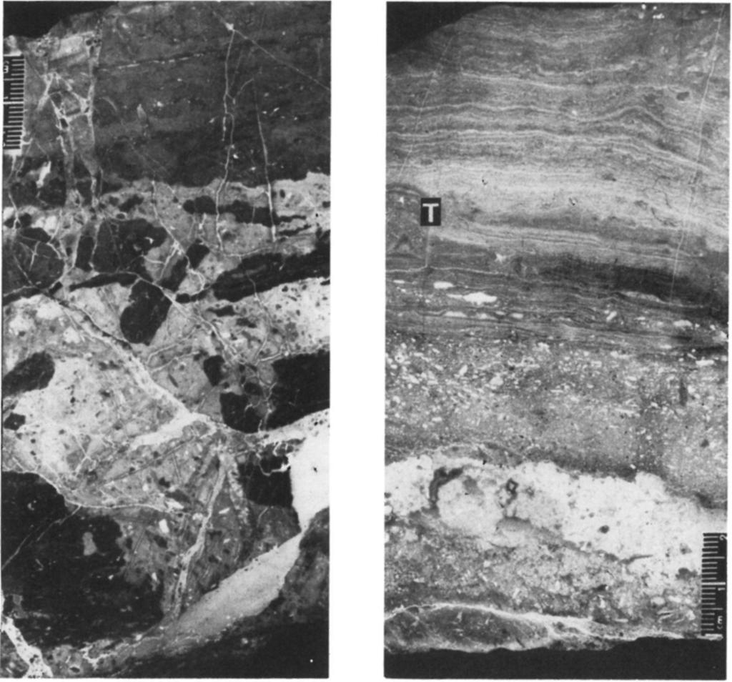 Main Dolomite - Dachstein Limestone transitional member. Core Po-89, 488.4-488.