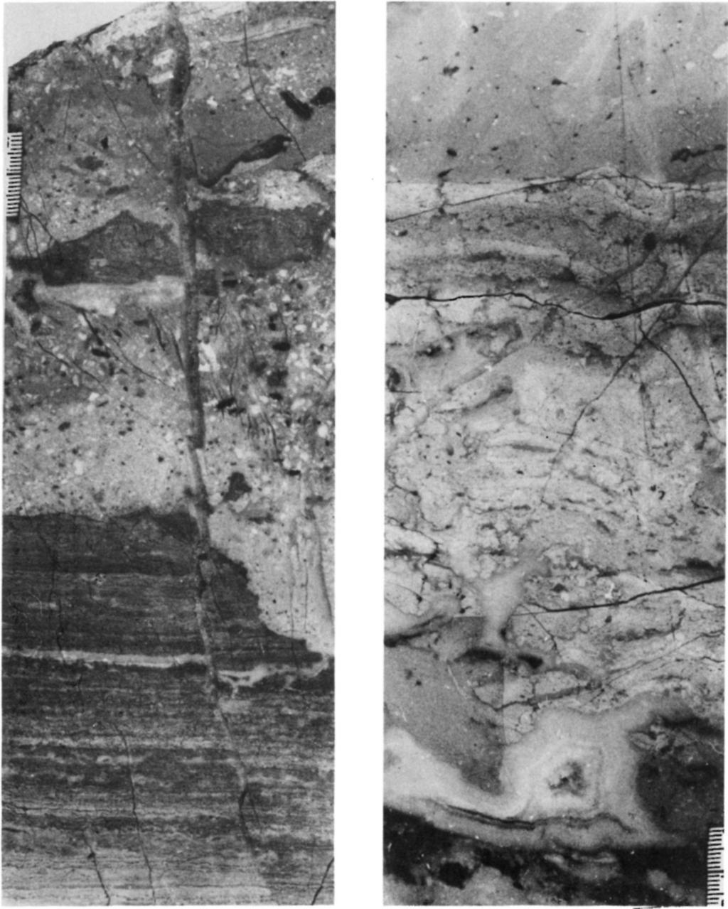 Formáció, Po-89. sz. fúrás 127,3-127,5 m (elvágott fúrómag) Fig. 16. A) Polymict intrabreccia on the eroded surface of an algal laminite (B') layer.