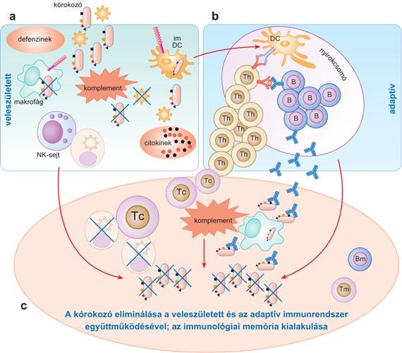 A veleszületett és az adaptív immunrendszer együttműködése a kórokozó ellen kialakuló immunválasz során.