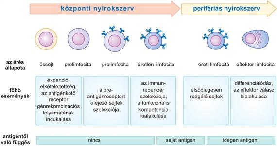 Miután a limfociták antigénkötő receptora kialakult a központi nyirokszervekben, a naiv limfociták a perifériára kerülnek, ahol