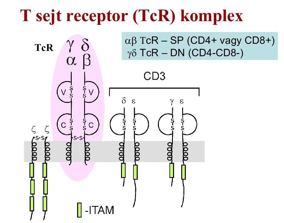 T sejtek: T-limfociták a fehérje természetű antigének felismerésére szakosodtak.