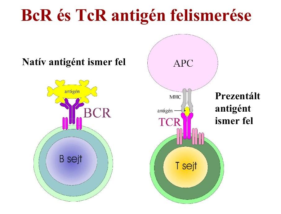 T sejt receptor közvetlenül nem képesek kapcsolatba lépni a fehérje típusú antigénekkel,