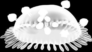 Osteoclast In the presence