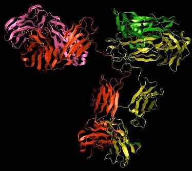 A denosumab farmakológiai tulajdonságai Denosumab model IgG 2 immunoglobulin isotípus Nagy kötési affinitás a humán RANKL-lal Nagy kötési specificitás Nincs kötés: TNFα, TNFβ, TRAIL, CD40L Nincsenek